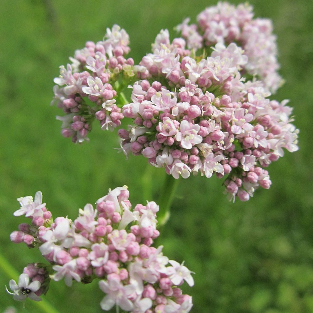 Ask the Pharmacist \u201cCan valerian root cause vivid dreams?\u201d - Plant Medicine News