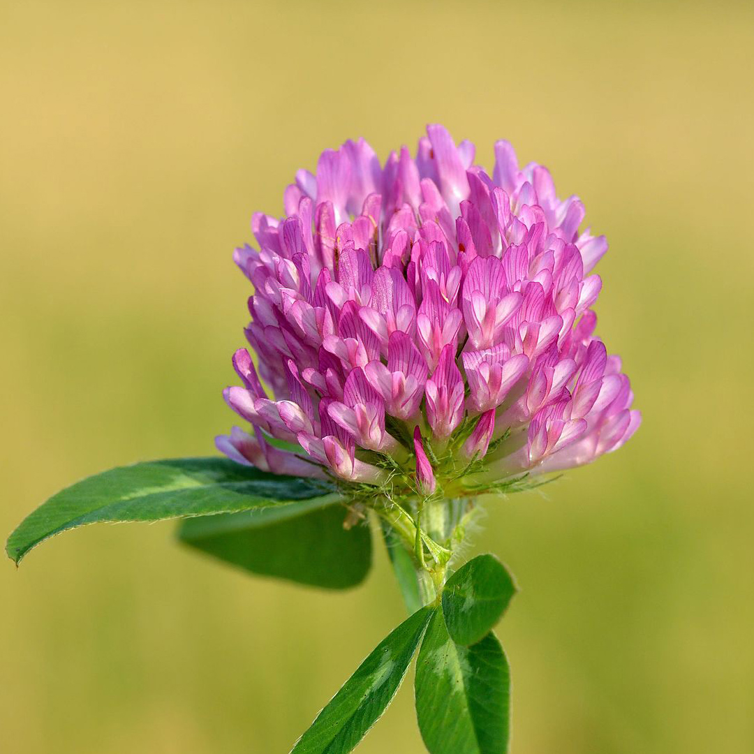 Red Clover Trifolium Pratense Plant Medicine News