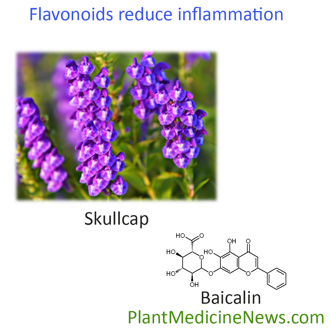 flavonoids inflammation Plant Medicine News