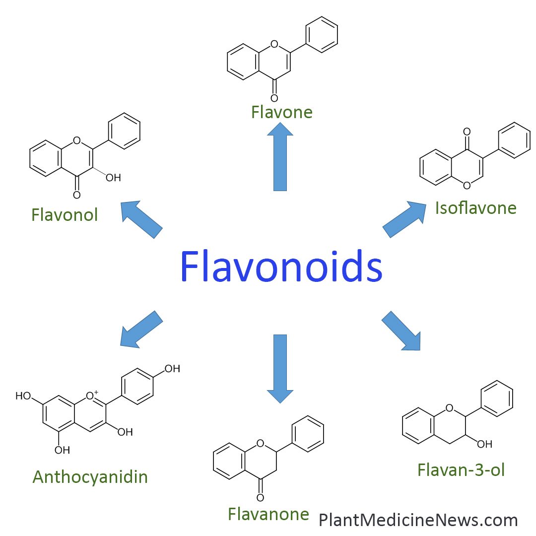 Do flavonoids help relieve osteoarthritis symptoms? Plant Medicine News