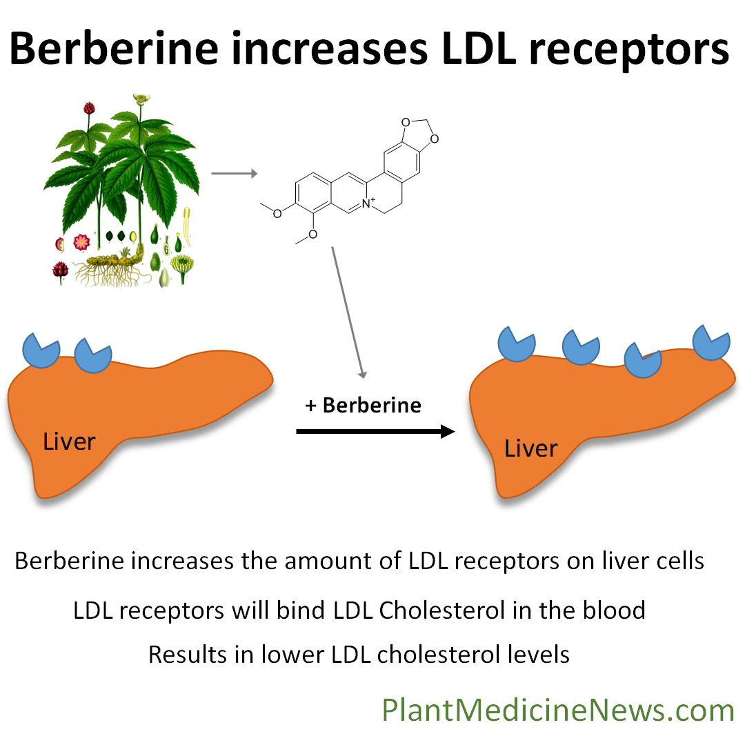 What Is The Mechanism Of Action Of Berberine? – OJVZ